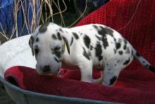 Adorable Great Dane Puppies For Sale Image eClassifieds4U
