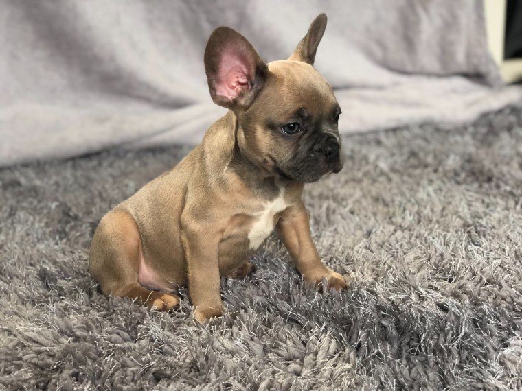 male and female french bulldog puppies 12 weeks old Image eClassifieds4u