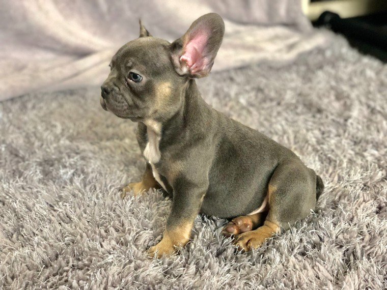 male and female french bulldog puppies 12 weeks old Image eClassifieds4u
