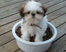 Adorable male and female Shih Tzu puppies available for adoption