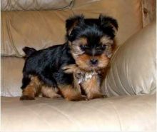 Affectionate Teacup Yorkie puppies Available