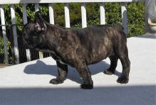 Attractive male and female French bulldog puppies