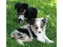 Australian Shepherd puppies available