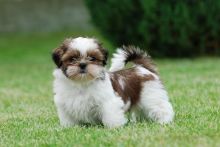 Cute and Adorable Shih Tzu Puppies for Adoption.