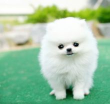 Healthy Home raised Pomeranian pups available