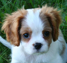 lovely male and female Cavapoo Puppies