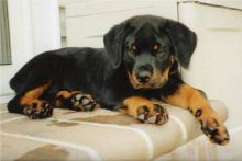 Rottweiler Puppies for R-Homing