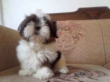 Shih Tzu ** Teacup and Toy Sized **