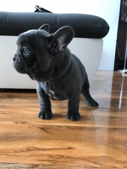 Amazing French Bulldogs Up for Adoption Image eClassifieds4u