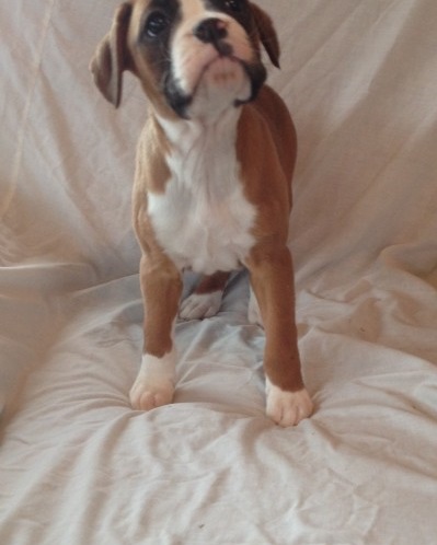 Gorgeous Boxer puppies Image eClassifieds4u