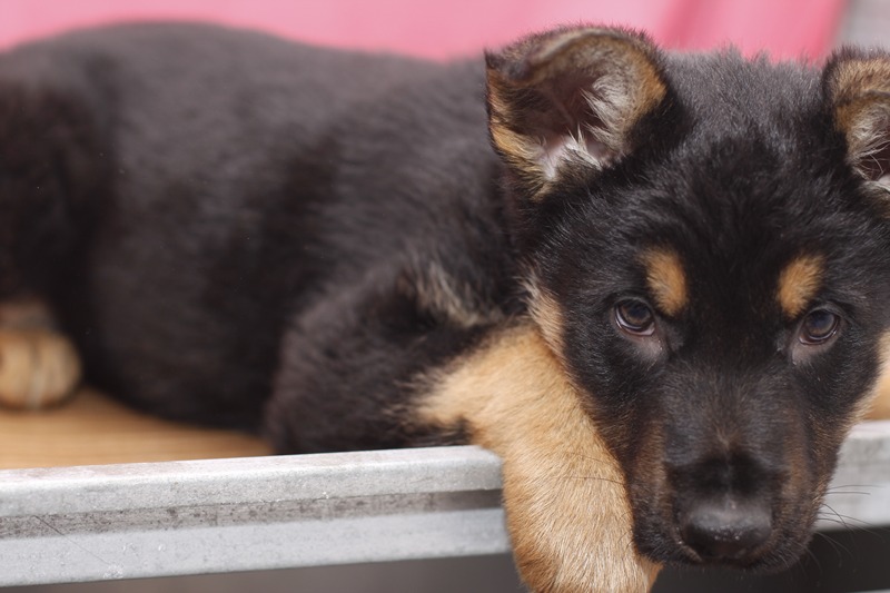 Gorgeous German Shepherd puppies Image eClassifieds4u