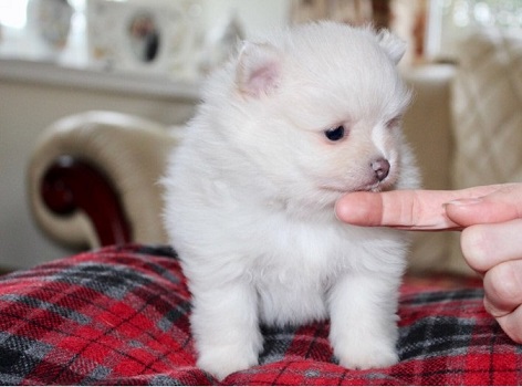 Lovely Pomeranian Puppies for Sale Image eClassifieds4u