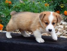 CHARMING C.K.C Pembroke Welsh Corgi Puppies For Image eClassifieds4U