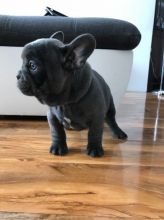 Amazing French Bulldogs Up for Adoption Image eClassifieds4u 2