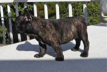 Attractive male and female French bulldog puppies Image eClassifieds4u 1