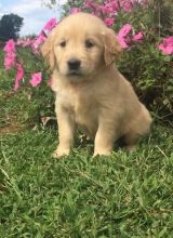 Beautiful Golden Retriever Puppies Image eClassifieds4u 2