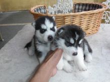 Beautiful Siberian Husky Puppies for any pet loving home Image eClassifieds4U