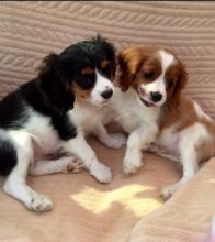 Cute King Charles Pups Available Image eClassifieds4u 2