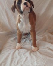 Gorgeous Boxer puppies Image eClassifieds4u 2