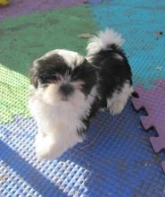 Gorgeous shih tzu puppies all ready Image eClassifieds4u 2