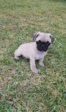 Lovely Pug puppies Image eClassifieds4u 2