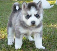 Precious Pomsky puppies available now Image eClassifieds4U