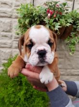 Quality English Bulldog Puppies Image eClassifieds4u 2