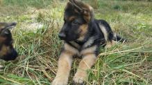 Quality German Shepherd puppies Image eClassifieds4u 2