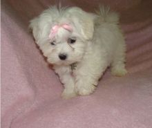 Super Adorable Maltese Puppies Image eClassifieds4u 3
