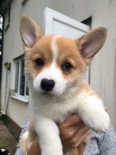 Well Trained Pembroke Welsh Corgi Puppies Image eClassifieds4u 2