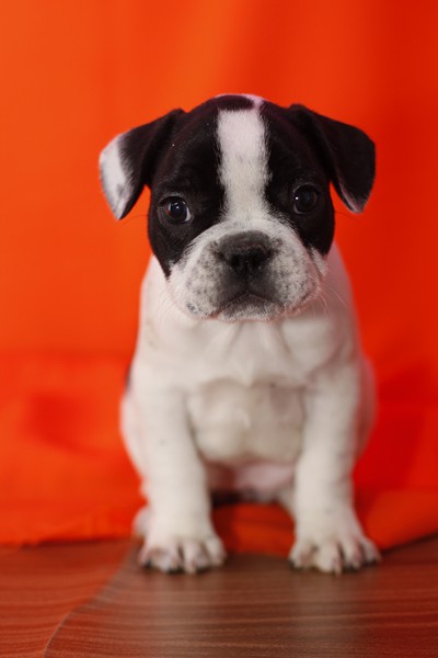 male and female French bulldog puppies Image eClassifieds4u