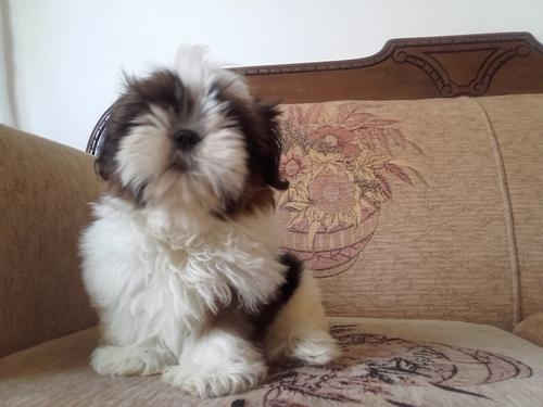 Shih Tzu ** Teacup and Toy Sized ** Image eClassifieds4u