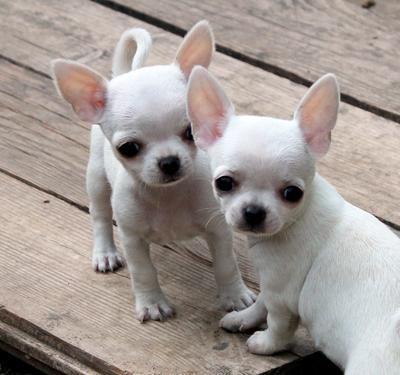 Two Chihuahua puppies Image eClassifieds4u