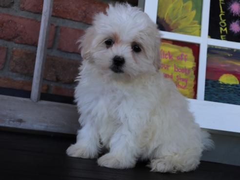 🎄 Ckc ☂️☂ Maltese Puppies ☮ ☂️☂Email at us ⇛⇛ [gotze025@gmail.com ] Image eClassifieds4u