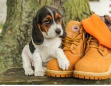 ☂️ Ckc☮ Beagle Puppies 🐕☂Email at us ⇛⇛ [gotze025@gmail.com ]