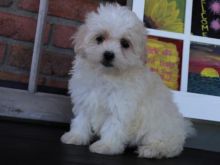 🎄 Ckc ☂️☂ Maltese Puppies ☮ ☂️☂Email at us ⇛⇛ [gotze025@gmail.com ]