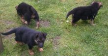 Healthy C.K.C German Shepherd Puppies Now Ready For Adotpion