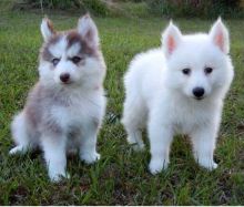 Pomsky puppies Ready for New Home