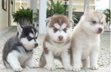 Adorable Pomsky Puppies