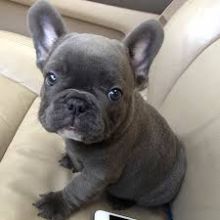 Affectionate C.K.C FRENCH BULLDOG Puppies For Adoption