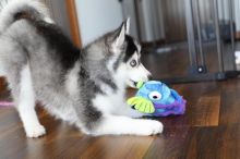 Available Pomsky Puppies