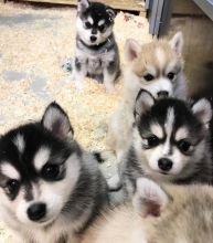 beautiful lit of Pomsky girls and boys