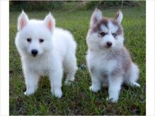 Healthy Male and Female Pomsky puppies