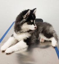 Lovely 11 weeks old pomsky Puppies