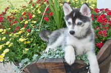 male and female Pomsky puppies for sale