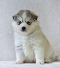 Sweet & Playful Pomsky Puppies For Adoption