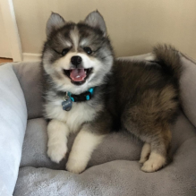 Very Sweet Charming Pomsky Puppies