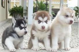 Adorable Pomsky Puppies Image eClassifieds4u