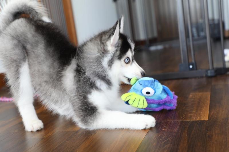 Available Pomsky Puppies Image eClassifieds4u