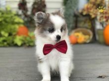 ☂️☂Ckc ☮ Pomeranian 🐕 Puppies ☂️☂Email at us ⇛⇛ [gotze025@gmail.com ] Image eClassifieds4U